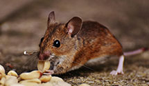 24 Hour & Emergency Exterminators in Rawley Springs, VA